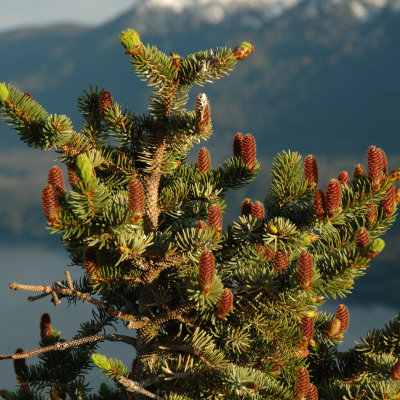 Ель ситхинская, С2 Ель ситхинская, С2 - Dolina-Sad.Ru