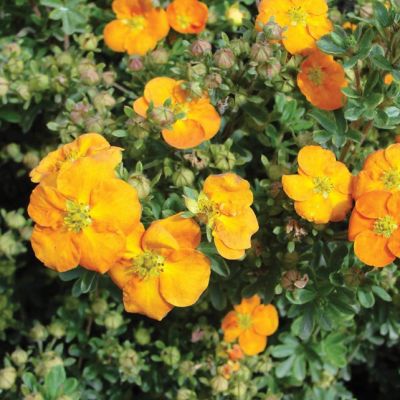 Лапчатка Аннет - Dolina-Sad.Ru