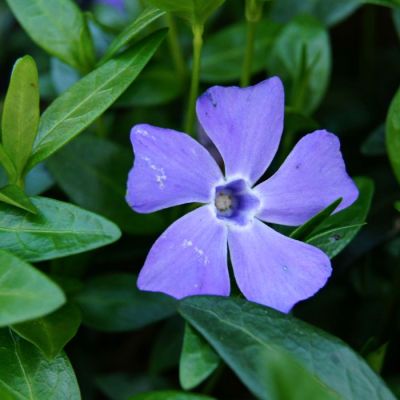 Барвинок малый Сенг Барвинок малый Сенг - Dolina-Sad.Ru