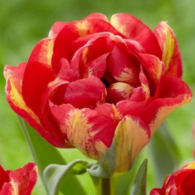 Тюльпан Сандаунер фото