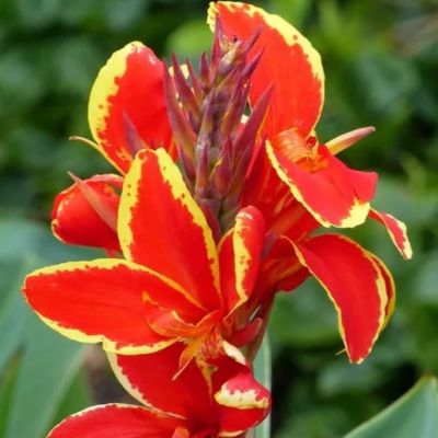 Канна Люцифер Канна Люцифер фото