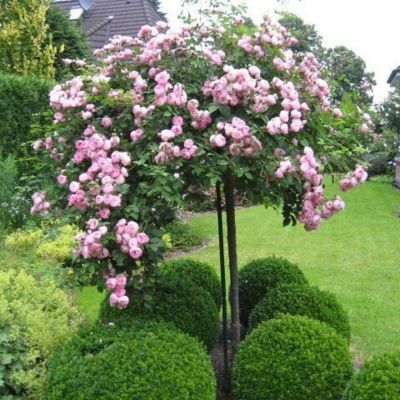 Роза Штамбовая Лидия Роза Штамбовая Лидия - Dolina-Sad.Ru