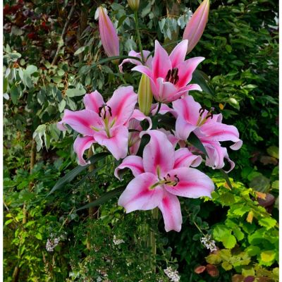 Лилия Фронтера - Dolina-Sad.Ru