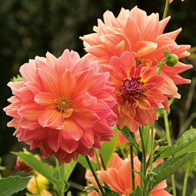 Георгина Эйс Саммер Сансет фото