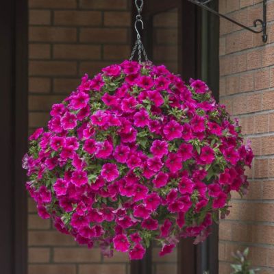 Петуния Престо Хот Роуз Пинк - Dolina-Sad.Ru