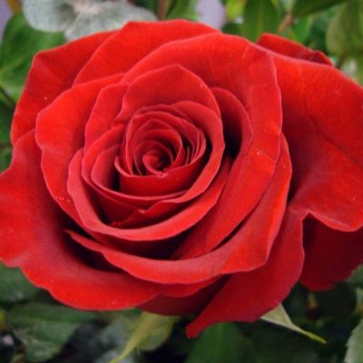 Роза Мерседес Роза Мерседес - Dolina-Sad.Ru