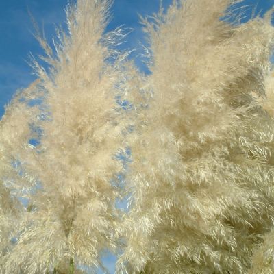 Кортадерия серебристая Саннингдейл Сильвер - Dolina-Sad.Ru