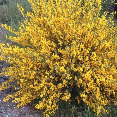 Ракитник Ванесса Ракитник Ванесса - Dolina-Sad.Ru