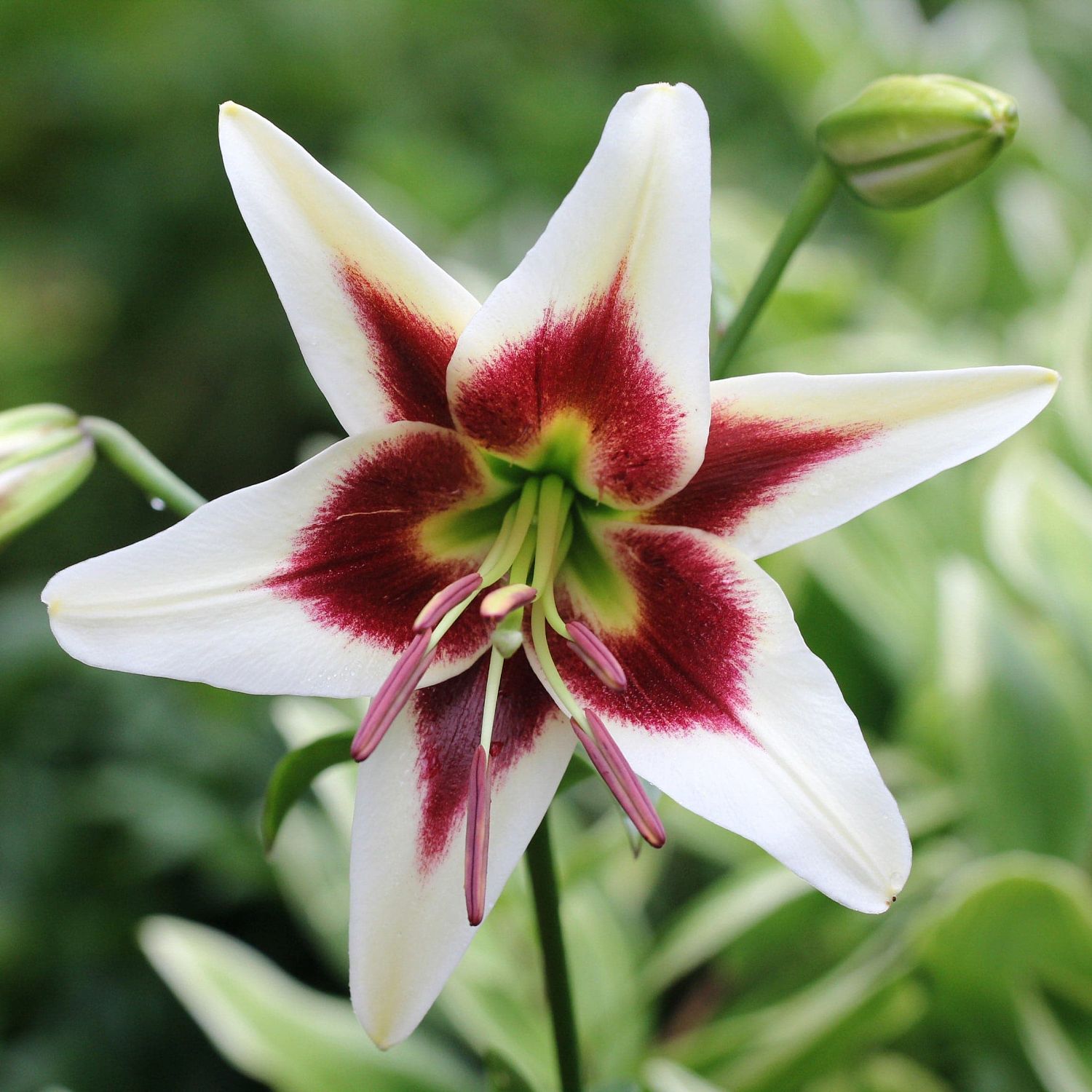 Лилия Лесли Вудриф (в горшке) Лилия Лесли Вудриф (в горшке) фото