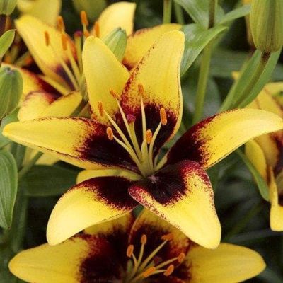 Лилия Бамбл би Лилия Бамбл би фото