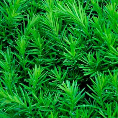 Тис средний Казио Тис средний Казио - Dolina-Sad.Ru