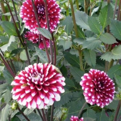 Георгина Чекерс Георгина Чекерс фото