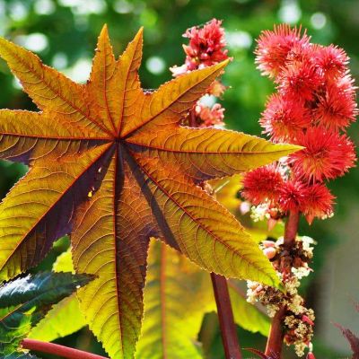 Клещевина Красная фото