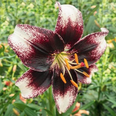 Лилия Страчетелла Ивент Лилия Страчетелла Ивент - Dolina-Sad.Ru