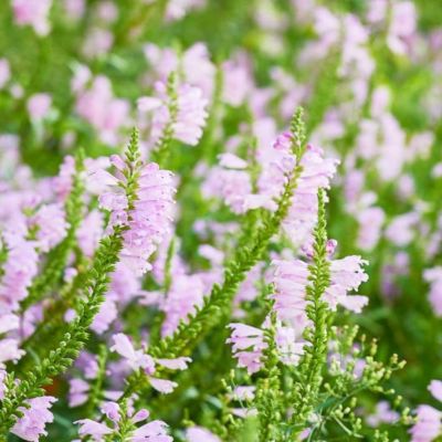 Физостегия виргинская Розеа Физостегия виргинская Розеа - Dolina-Sad.Ru