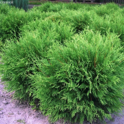 Туя западная Вудварди Туя западная Вудварди фото