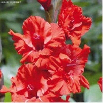 Гладиолус Фаер Раффл Гладиолус Фаер Раффл фото