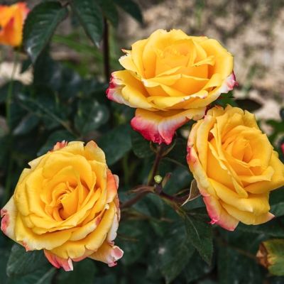 Роза Солидор - Dolina-Sad.Ru