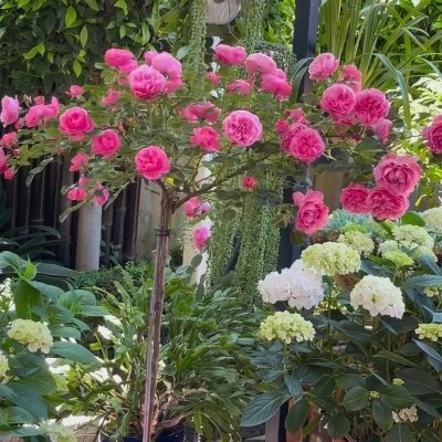 Роза штамбовая Леонардо Роза штамбовая Леонардо - Dolina-Sad.Ru