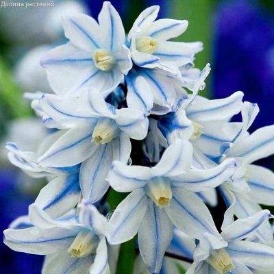 Пушкиния Пушкиния фото