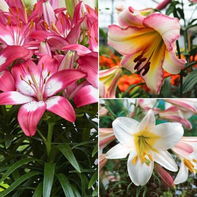 Набор лилий Искушение Набор лилий Искушение - Dolina-Sad.Ru