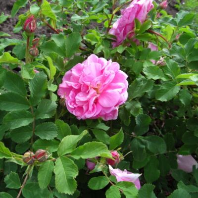 Роза Свит Аделин Роза Свит Аделин - Dolina-Sad.Ru