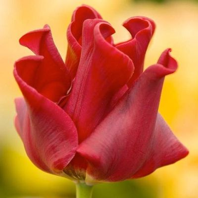 Тюльпан Ред Дресс Тюльпан Ред Дресс фото