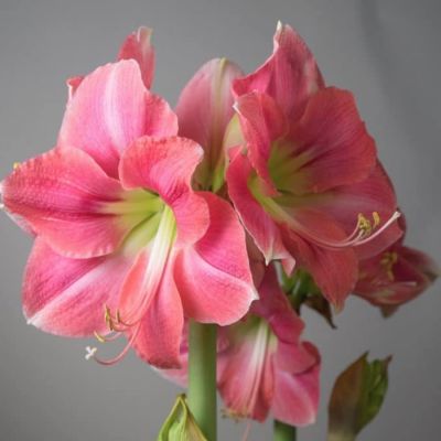 Амариллис Розали - Dolina-Sad.Ru