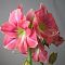 Амариллис Розали - Dolina-Sad.Ru