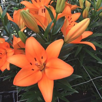 Лилия Цезарь Палас Лилия Цезарь Палас - Dolina-Sad.Ru