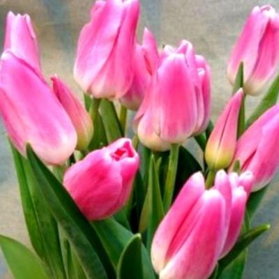 Тюльпан Роял Тен Тюльпан Роял Тен фото