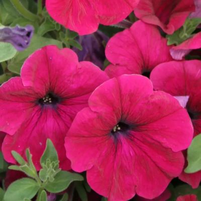 Петуния Лавина Пурпурная F1 Петуния Лавина Пурпурная F1 - Dolina-Sad.Ru