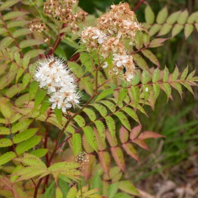 Рябинник рябинолистный Сэм, С3 - Dolina-Sad.Ru