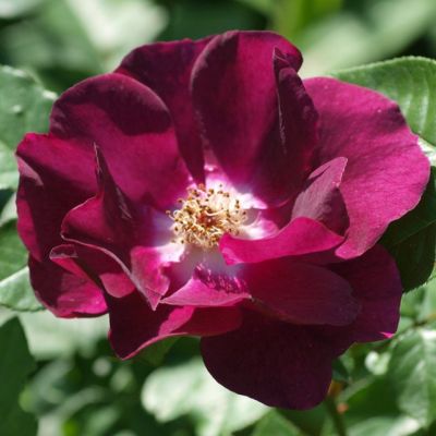 Роза Найт Оул Роза Найт Оул - Dolina-Sad.Ru