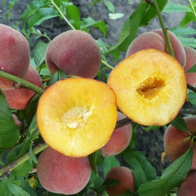 Персик Рич Мей Персик Рич Мей - Dolina-Sad.Ru