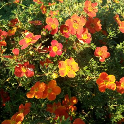 Лапчатка Ред Джокер Лапчатка Ред Джокер - Dolina-Sad.Ru