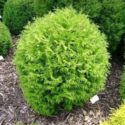 Туя западная Литл Чемпион, С2 - Dolina-Sad.Ru