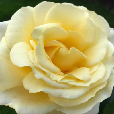 Роза Санни Скай Роза Санни Скай фото