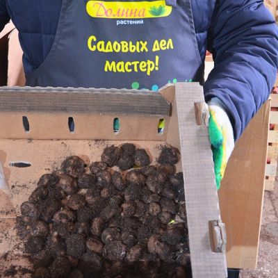 Бегония Ампельная Пикоти Лэйс Флоренс Бегония Ампельная Пикоти Лэйс Флоренс фото