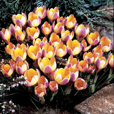 Крокус Адванс Крокус Адванс фото