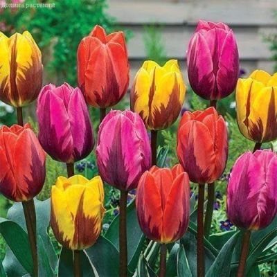 Тюльпан Принцесс Микс Тюльпан Принцесс Микс фото
