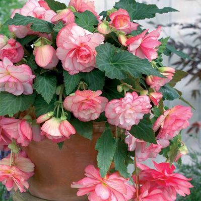 Бегония Ампельная Пикоти Лэйс Флоренс Бегония Ампельная Пикоти Лэйс Флоренс фото