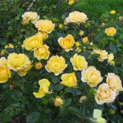 Роза Голден Дримс Роза Голден Дримс - Dolina-Sad.Ru