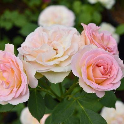 Роза Штамбовая Пастелла Роза Штамбовая Пастелла - Dolina-Sad.Ru