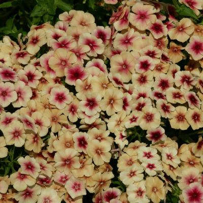 Флокс друммонда Карамель Флокс друммонда Карамель фото