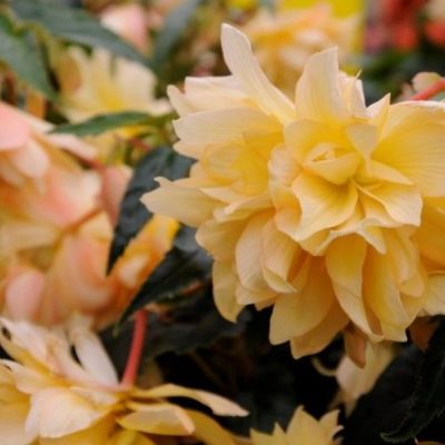 Бегония Беллекония Манго Бегония Беллекония Манго - Dolina-Sad.Ru