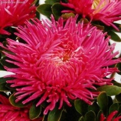 Астра Джувел Турмалин Н11, игольчато-коготковая Астра Джувел Турмалин Н11, игольчато-коготковая фото