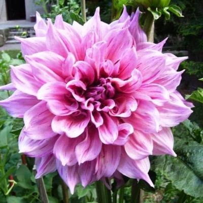 Георгина Маки (Гиганты) Георгина Маки (Гиганты) фото