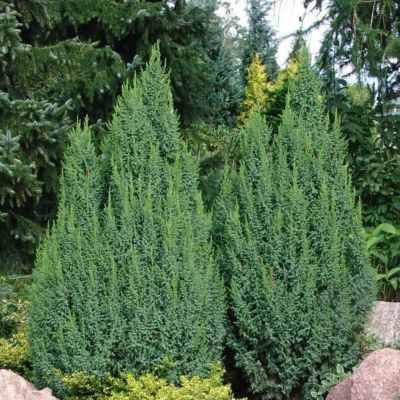 Можжевельник чешуйчатый Лодери Можжевельник чешуйчатый Лодери - Dolina-Sad.Ru