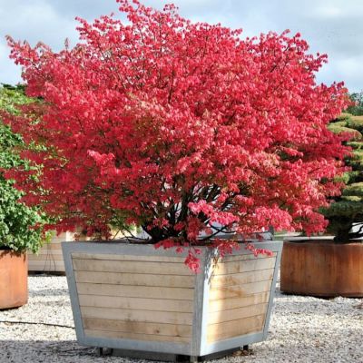 Бересклет европейский, С3 - Dolina-Sad.Ru